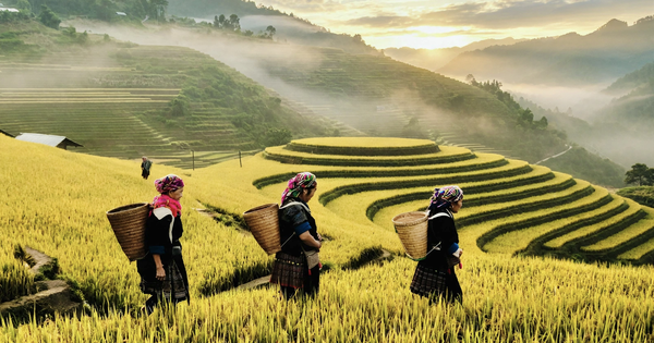 Đỉnh Mâm Xôi ở Mù Cang Chải rực vàng mùa lúa chín