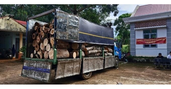 Phát hiện 451 cây rừng bị đốn hạ trái phép ở Gia Lai