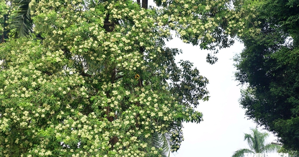 Hà Nội cắt tỉa chùm hoa sữa để giảm mùi hương