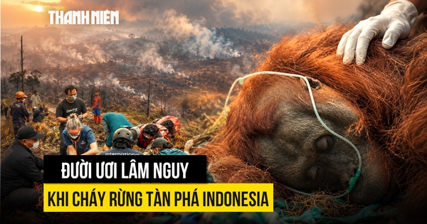 Đười ươi lâm nguy khi cháy rừng tàn phá Indonesia