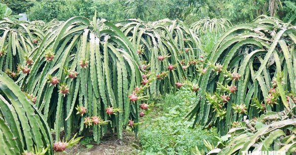 Giá thanh long Đồng Tháp chạm đỉnh