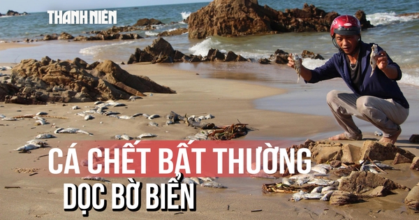 Bất thường: Cá chết la liệt, bốc mùi hôi thối dọc 1km bờ biển Quảng Trị