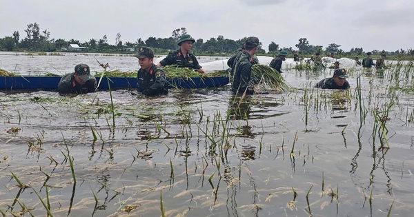 Mưa lũ bất thường, nông nghiệp thiệt hại nặng