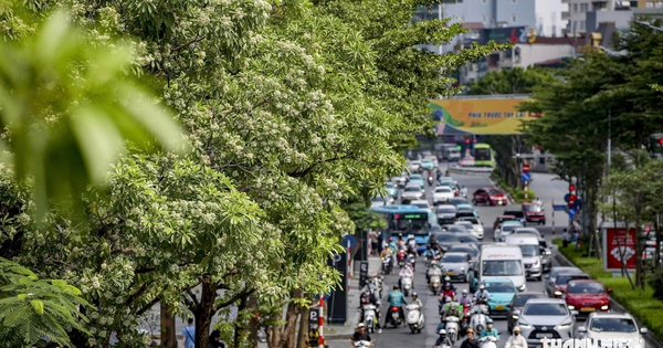 'Hoa sữa thôi rơi...', lòng người vẫn nhớ