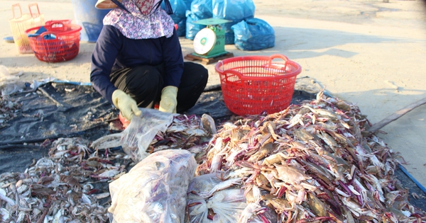 'Nghề lạ' mưu sinh ở Đà Nẵng: Nhặt hải sản dạt bán cho người nuôi tôm hùm
