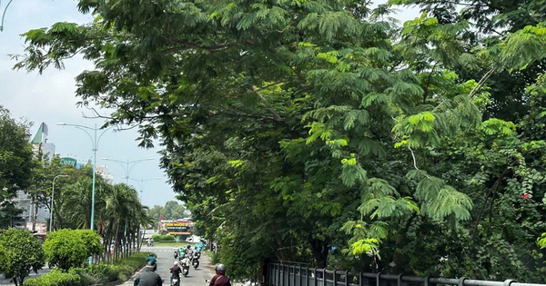 Tán cây che khuất tầm nhìn