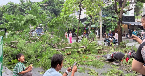 Cây phượng bật gốc ở TP.HCM, đè tử vong người đàn ông đứng chờ thân nhân
