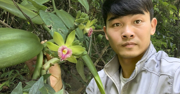 Lạ kỳ hoa cỏ quanh ta: 'Giấy khai sinh' viết bằng máu