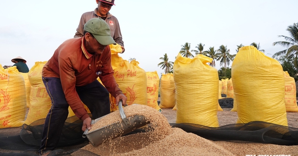 Giá gạo đồng loạt tăng mạnh