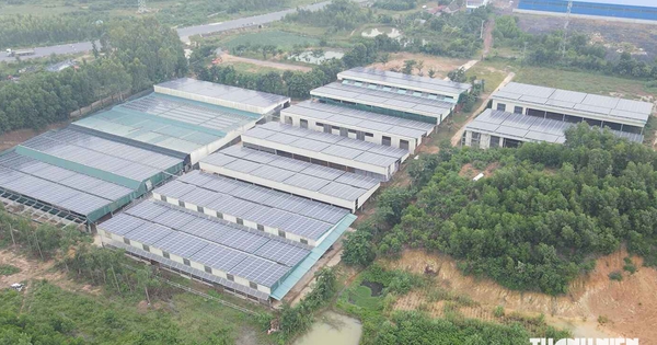 Quảng Trị: Khổ vì ruồi