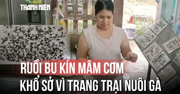 Ruồi bu kín mâm cơm, buôn bán ế ẩm vì trang trại nuôi gà ở Quảng Trị
