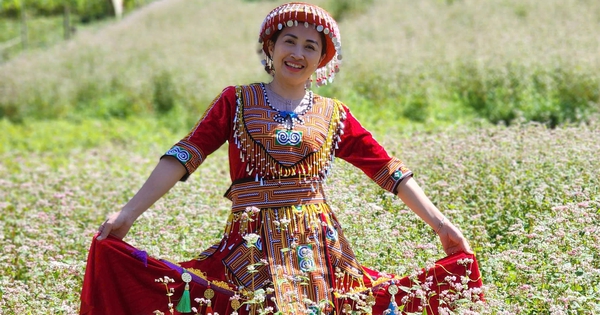 400 ha hoa tam giác mạch cùng nở rộ trên cao nguyên đá