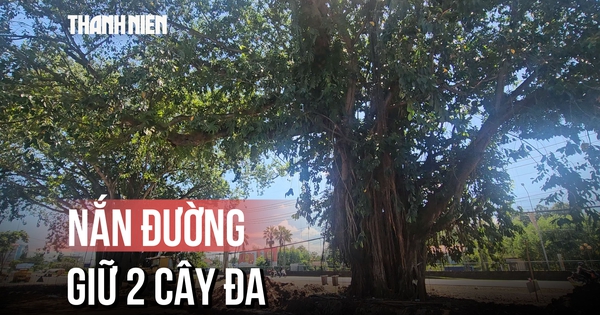 'Nắn đường' dự án để giữ lại 2 cây đa trên quốc lộ 1