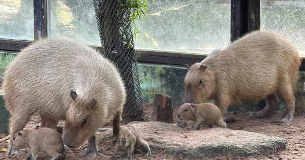 Thảo Cầm Viên đón 3 capybara con, mới sinh đã có răng, vài giờ sau biết đi