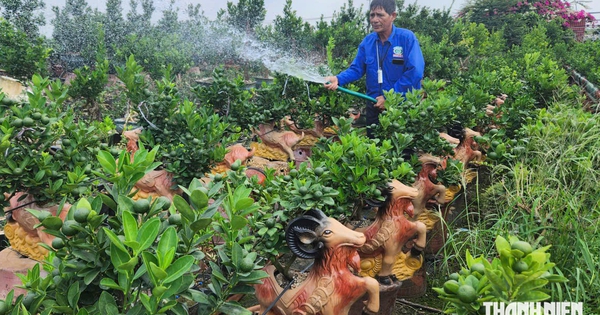 Quất tết độc, lạ 'cháy hàng' sớm