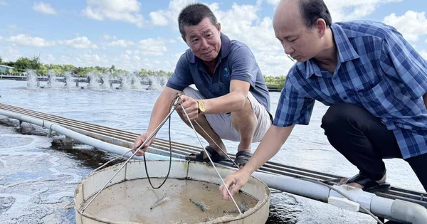 Kỹ sư điện miền Tây sáng chế hồ nuôi tôm trên... mặt đất