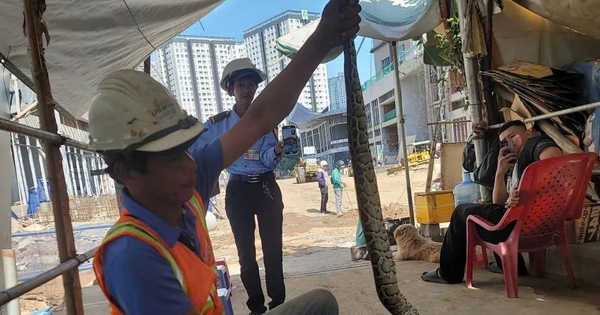Đang đào đất, công nhân ở TP.HCM bất ngờ phát hiện con trăn đất quý hiếm