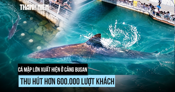 Cá mập lớn vào cảng, người Hàn Quốc vui buồn xem giải cứu