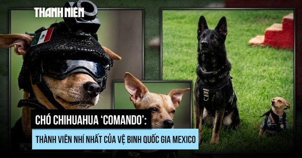 Chó Chihuahua gia nhập Vệ binh Quốc gia Mexico với nhiệm vụ gì?