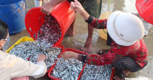 Biển lặng cuối mùa: Ngư dân Tam Xuân trúng đậm cá cơm
