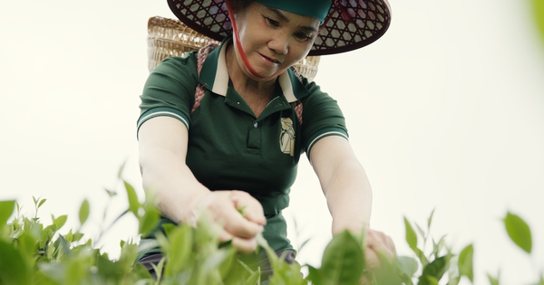 Trà Thái Nguyên lên sàn Tiktok Nhật Bản, dự triển lãm lớn nhất Trung Quốc