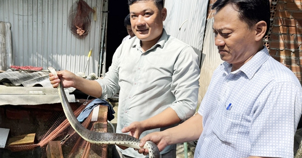 Mở hướng làm giàu từ cua đinh và rắn ri cá