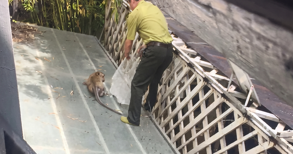 Bắn gây mê con khỉ quậy phá ở khu dân cư Cát Lái