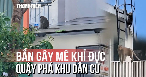 Dùng súng bắn thuốc gây mê khỉ đực hung dữ sau trận 'hỗn chiến' với chó béc giê