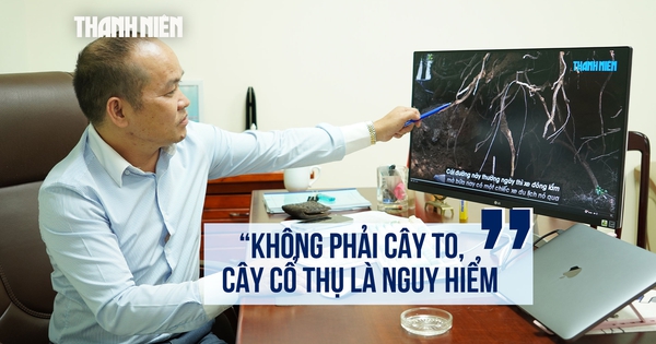 Chuyên gia: Muốn biết cây xanh có nguy cơ gãy, đổ, hãy nhìn ngay những vị trí này