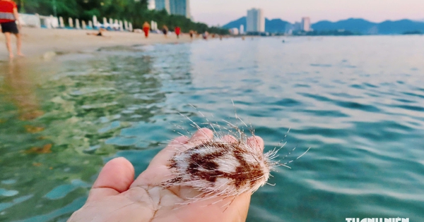 Bác sĩ hướng dẫn cách xử lý khi giẫm phải cầu gai cát
