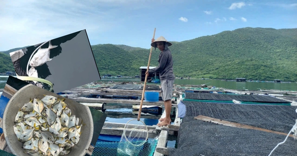 Cá chim vây vàng chết hàng loạt ở vịnh Vân Phong