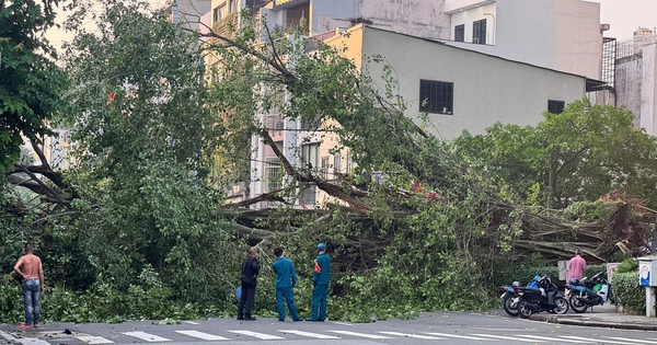 Cây bật gốc chắn ngang đường Đinh Tiên Hoàng, giao thông TP.HCM ùn tắc nghiêm trọng