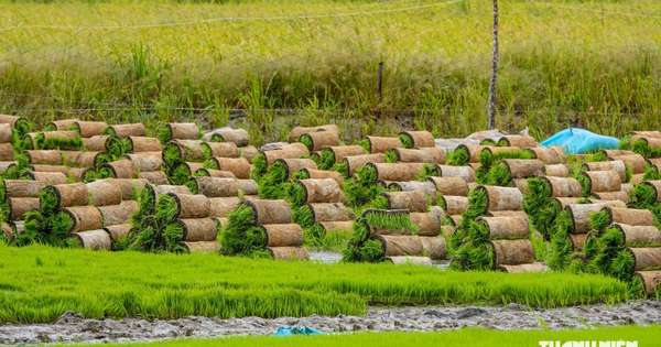 Độc đáo nghề làm mạ khay cho ruộng lúa ở miền Tây