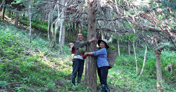 Tái sinh báu vật rừng xanh