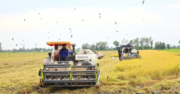 Cần Thơ thông qua chính sách hỗ trợ khôi phục sản xuất nông nghiệp sau thiên tai