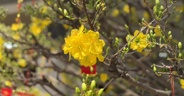 Khách quốc tế đến Việt Nam dịp tết tăng 60%