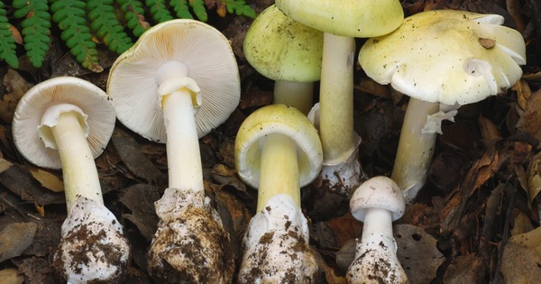 'Nấm tử thần' gây họa ở California