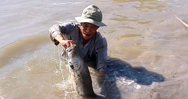 Vuông tôm Cà Mau có cá... lạ: Nông dân 'vô mánh' cận tết, thu tiền triệu