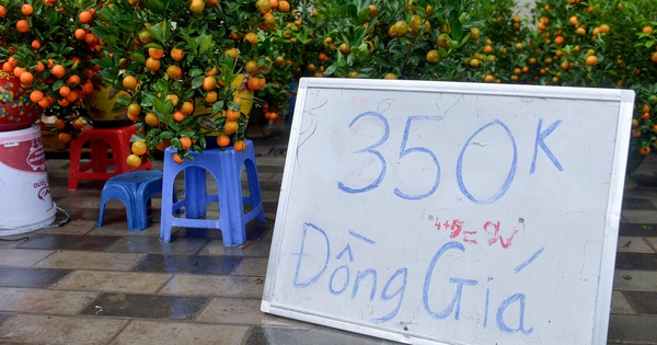 Tiểu thương bán quất tết bắt đầu xả hàng, bán đồng giá cắt lỗ