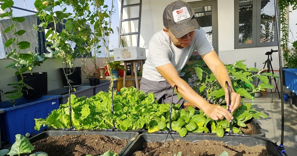 Cách để vườn rau sống sót qua kỳ nghỉ tết dài ngày thiếu sự chăm sóc
