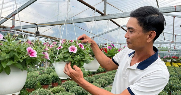 Bỏ phố về quê, chàng kỹ sư ‘đánh thức’ đất đồi bằng những mùa hoa tiền triệu