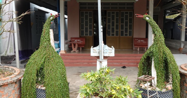 Lão nông miền Tây uốn cây thuốc nam 40 năm thành kiểng thú, được trả 20 triệu vẫn lắc đầu