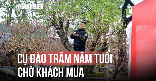 Hoa Tết 2026: Đào cổ thụ trăm tuổi 'đỏ mắt' chờ khách