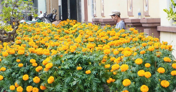 Bông thọ - mùi vị tết quê