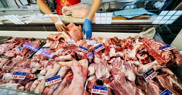 Giá heo hơi hôm nay 12.2.2026: Giảm đồng loạt