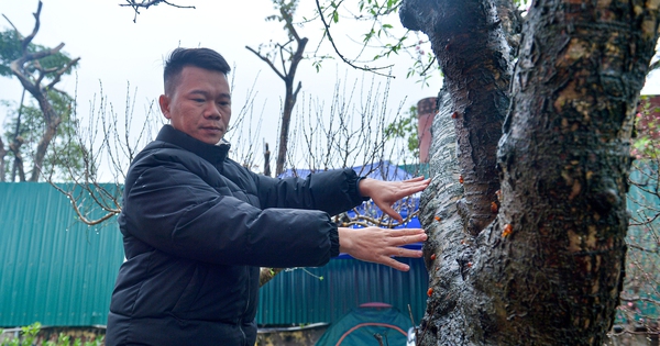 Cận cảnh 'cụ đào' 100 tuổi giá hơn 100 triệu, chủ vườn 'nói không' với mặc cả