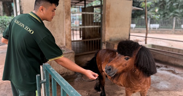 Lần đầu ở Thảo Cầm Viên Sài Gòn: Ngựa lùn, dê, cừu… lên tàu du xuân