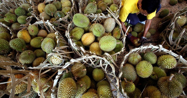 Sóng Thần Sầu Riêng Malaysia: Thị Trường Trung Quốc Thay Đổi, Nông Dân Thua Lỗ 60%