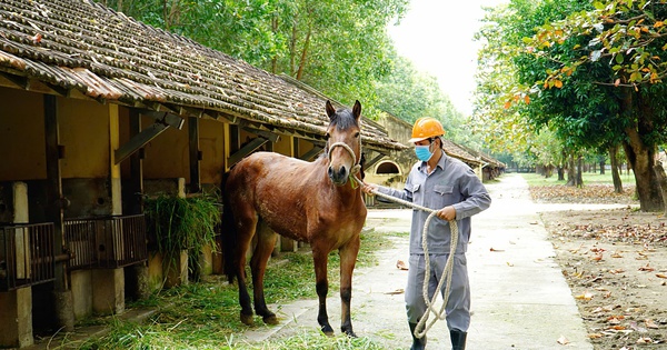 Trại ngựa cho huyết thanh cứu người