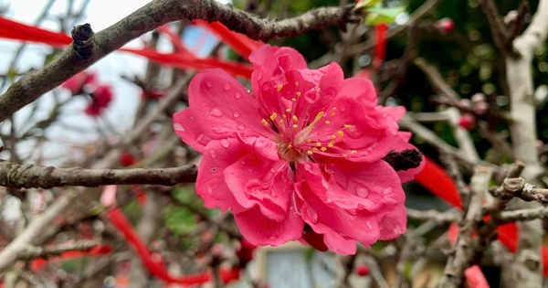 Đào cổ Yên Bái về Hà Nội, hoa to như mặt chén, khách 'rần rần chốt đơn'